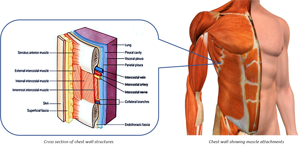a) Structure of human breast: (1) chest wall, (2) pectoralis
