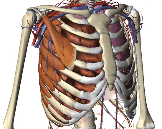 Examples illustrating the rib cage measurements. ( A ) Rib cage