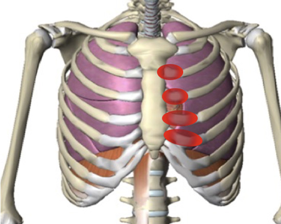 Chest And Ribcage Quiz By Eric Torres