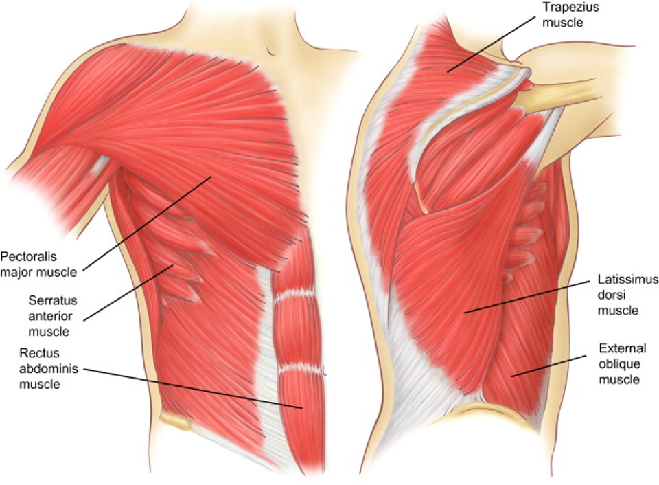 The Muscles of the Chest and Upper Back: 3D Anatomy Model