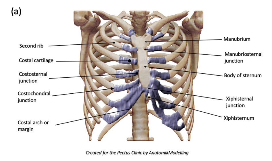 Structure of the Ribcage and Ribs
